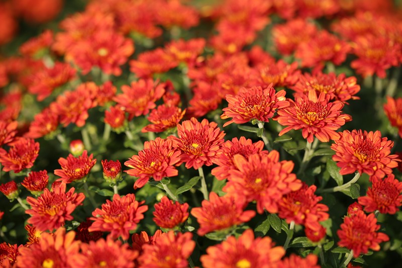 菊花2.JPG