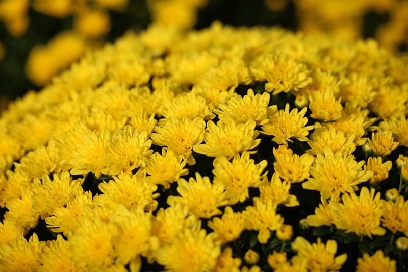 菊花3.JPG