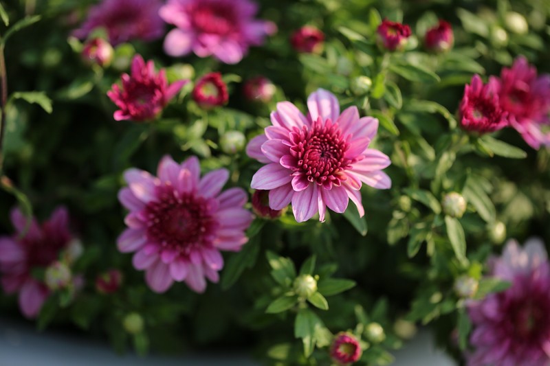菊花4.JPG