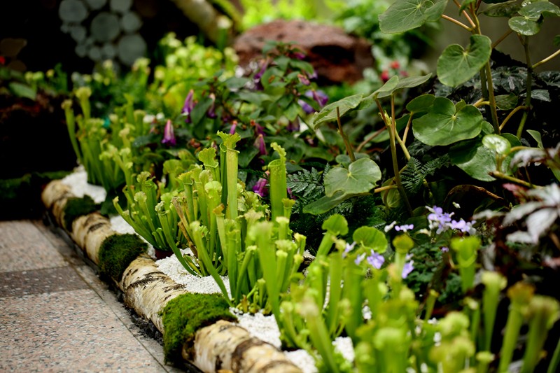 阴生植物展.jpg