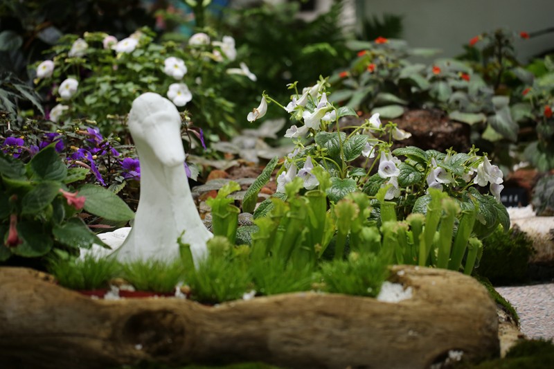 阴生植物展3.JPG