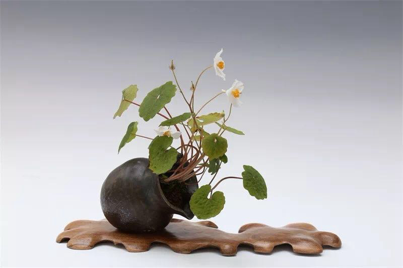 山野草.jpg