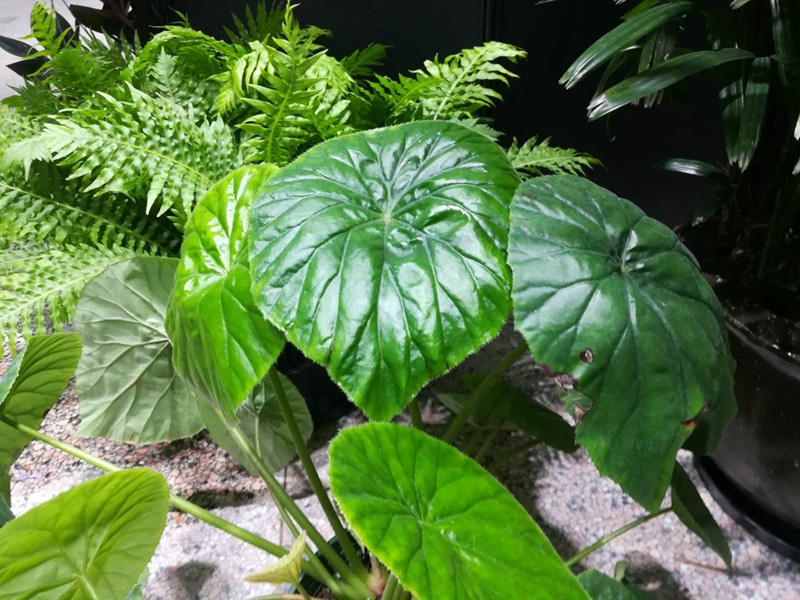 10种秋海棠原生种在2018阴生植物展上首次登台亮相