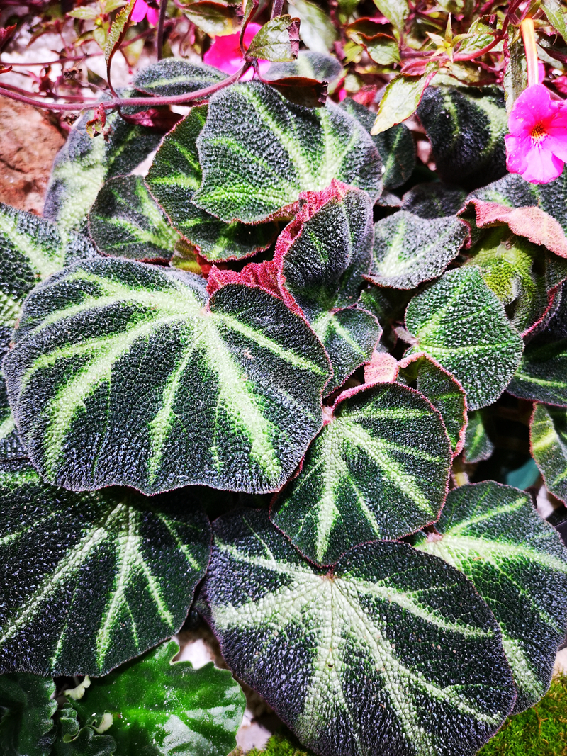 6巴西变色秋海棠begonia soli-mutata.jpg