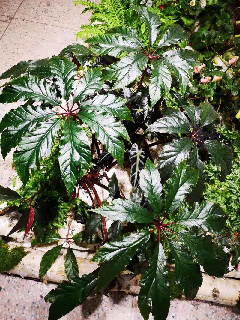 (10) 掌叶秋海棠(begonia hemsleyana),产自云南,广西,四川,生长在林