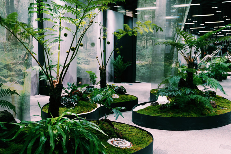 2018阴生植物展,在蕨苔时光中遇见你