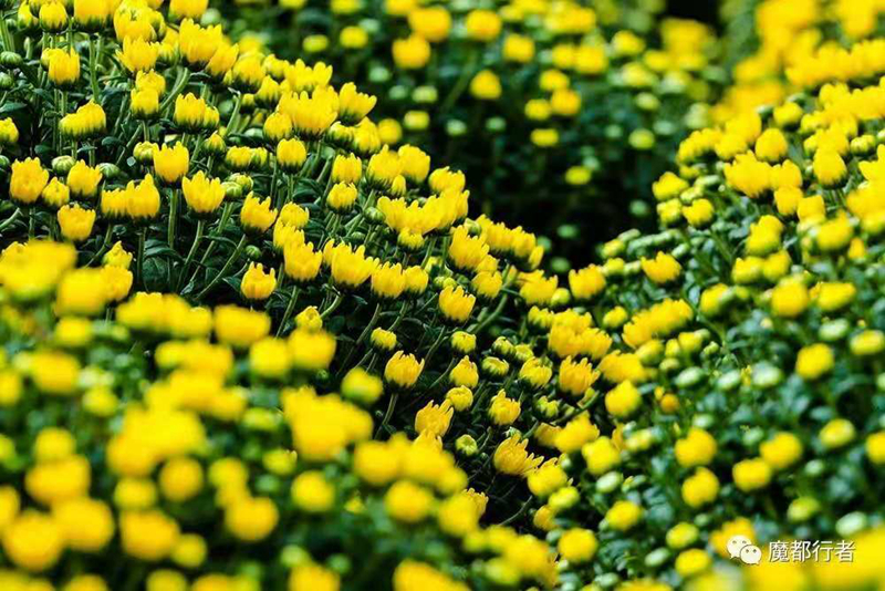 1、球菊.jpg 1、球菊.jpg