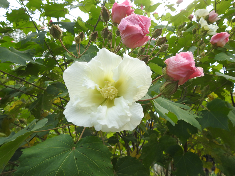3、木芙蓉.JPG 3、木芙蓉.JPG