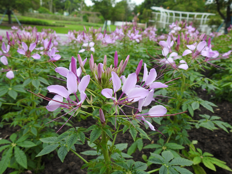 7、醉蝶花.JPG 7、醉蝶花.JPG