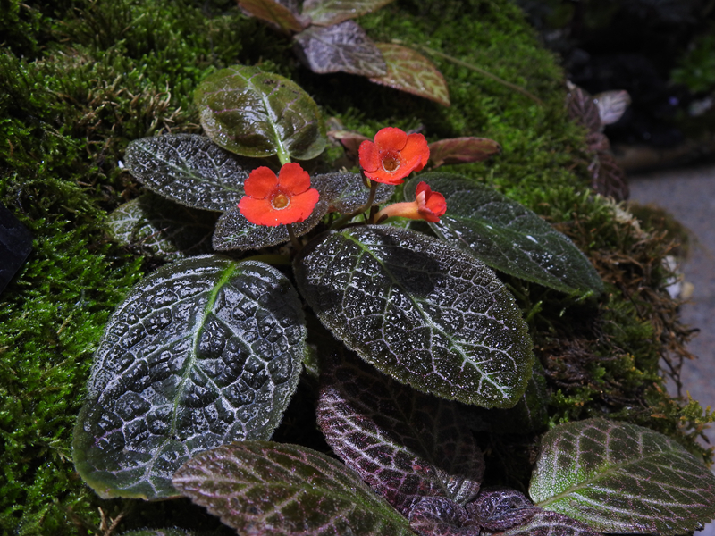 9、喜荫花.JPG 9、喜荫花.JPG