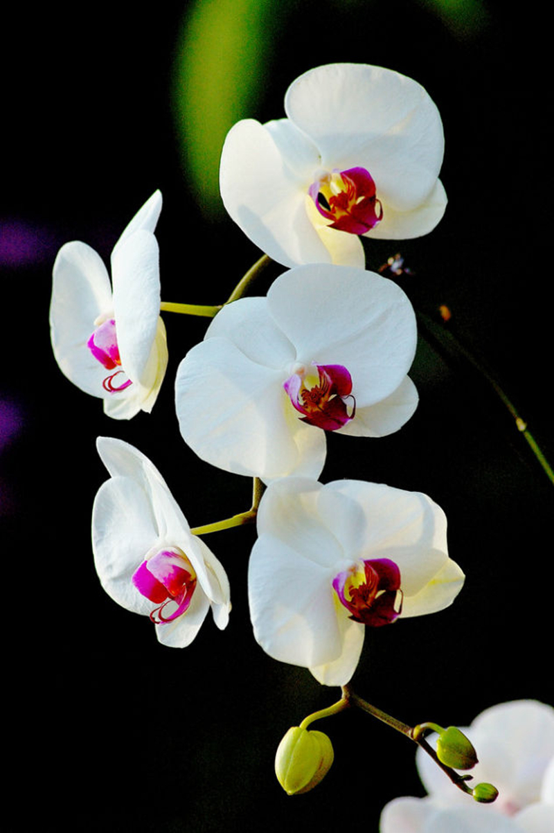 19300001382667132223820097716_950.jpg 19300001382667132223820097716_950.jpg