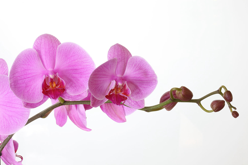 Orchid.Phalaenopsis.jpg Orchid.Phalaenopsis.jpg