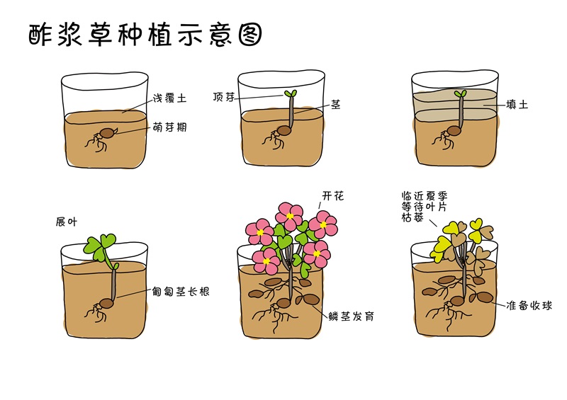 酢浆草种植图.jpg