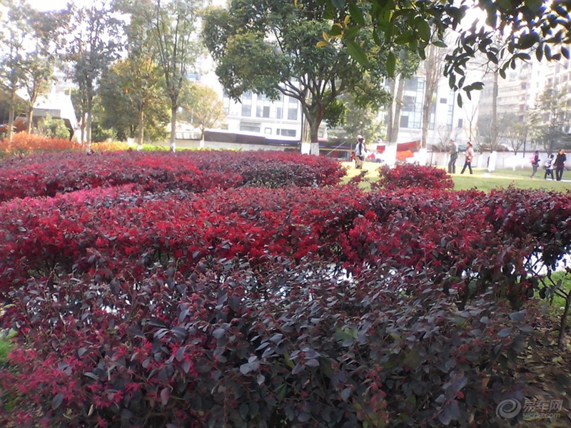 红花檵木做绿篱.jpg