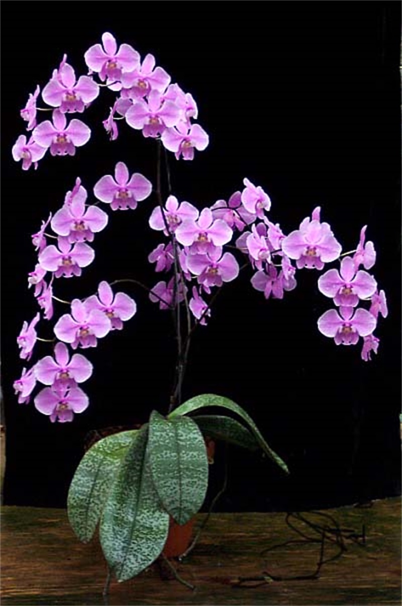phalaenopsis-schilleriana-purpurea-foto-4611.jpg