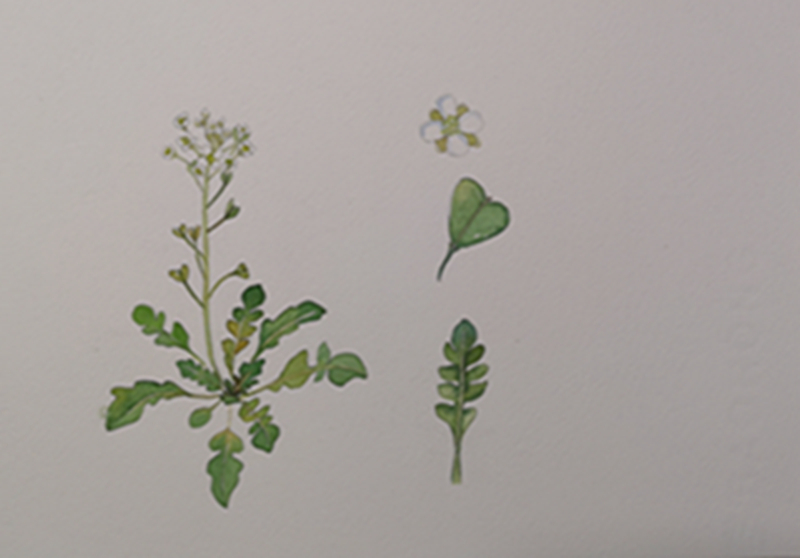 诗意上植|百草千花共待春:春在溪头荠菜花