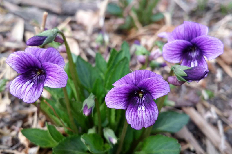 堇菜(viola verecunda:又名堇堇菜,葡堇菜,堇菜科堇菜属多年生草本.