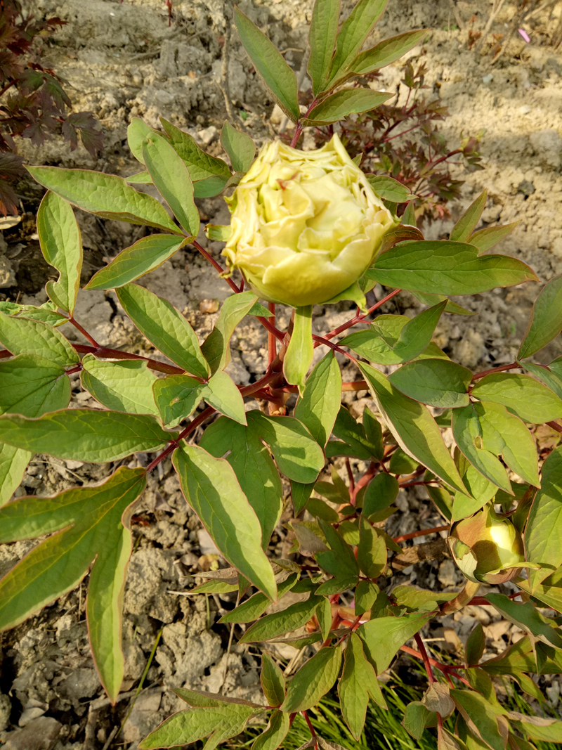 IMG20190313155春柳.jpg IMG20190313155春柳.jpg
