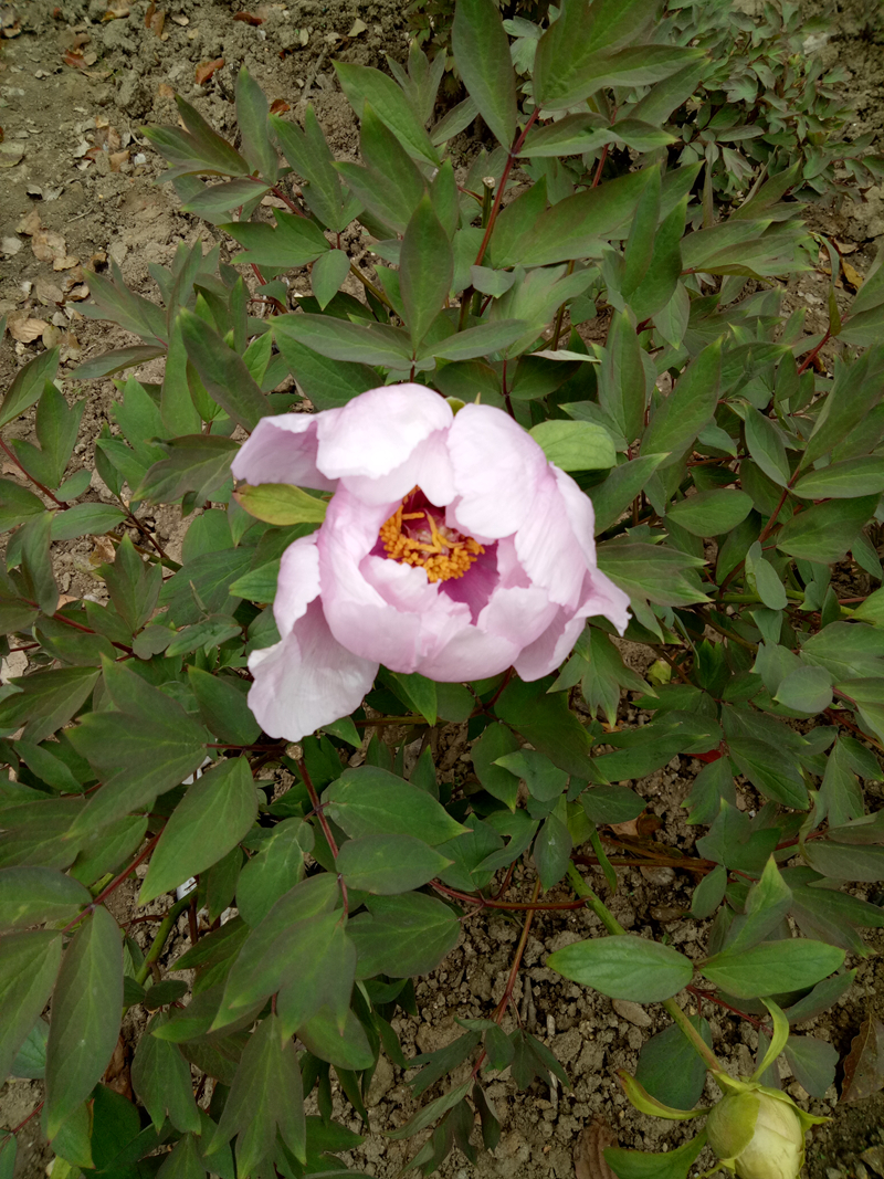 IMG20190321105似荷莲.jpg IMG20190321105似荷莲.jpg