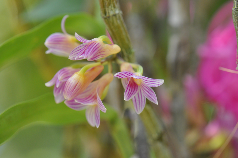 7石斛属Dendrobium ‘Tsiku Miko’.jpg