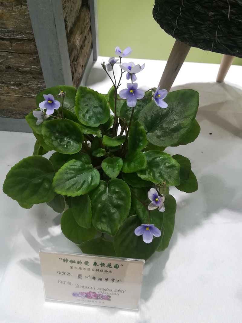 苦苣苔展.jpg 苦苣苔展.jpg