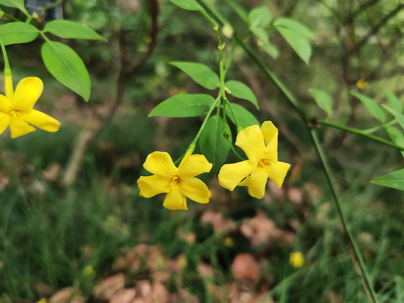 4、浓香茉莉 副本.jpg