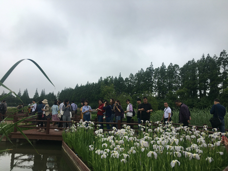 肖博士实地教学鸢尾栽培技术.jpg 肖博士实地教学鸢尾栽培技术.jpg