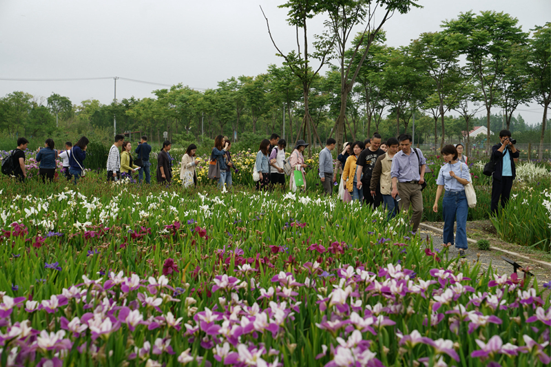 学员边参观上海植物园鸢尾园边学习相关知识.jpg