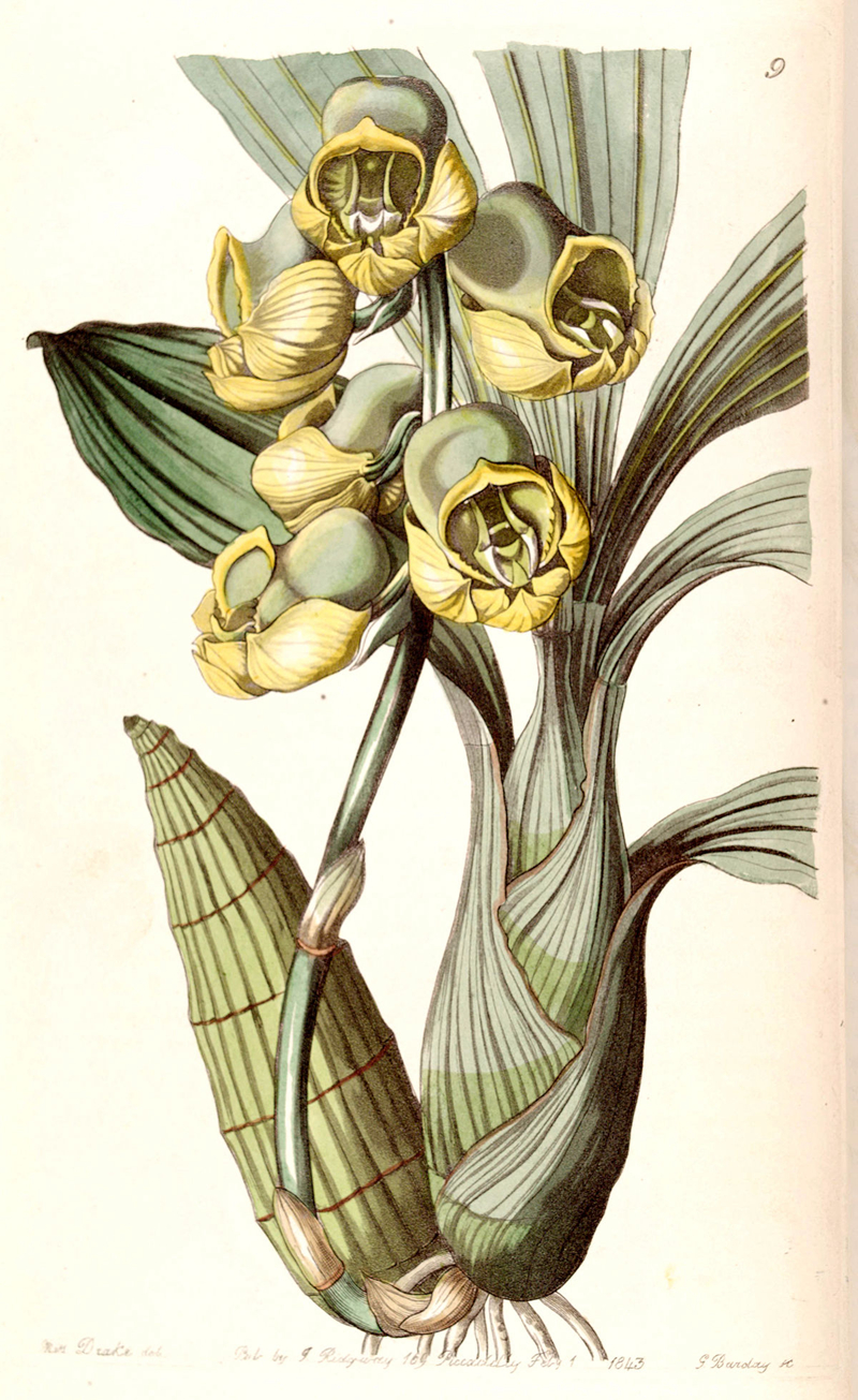 3Catasetum_planiceps_-_Edwards_vol_29_(NS_6)_pl_9_(1843).jpg