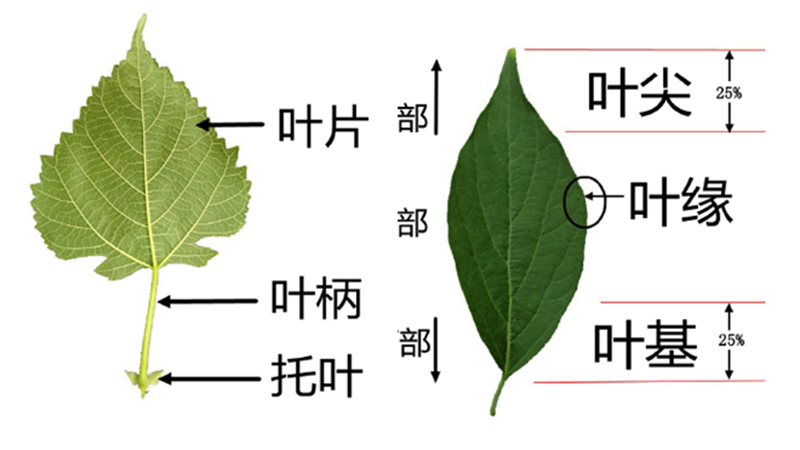 3叶片.jpg 3叶片.jpg
