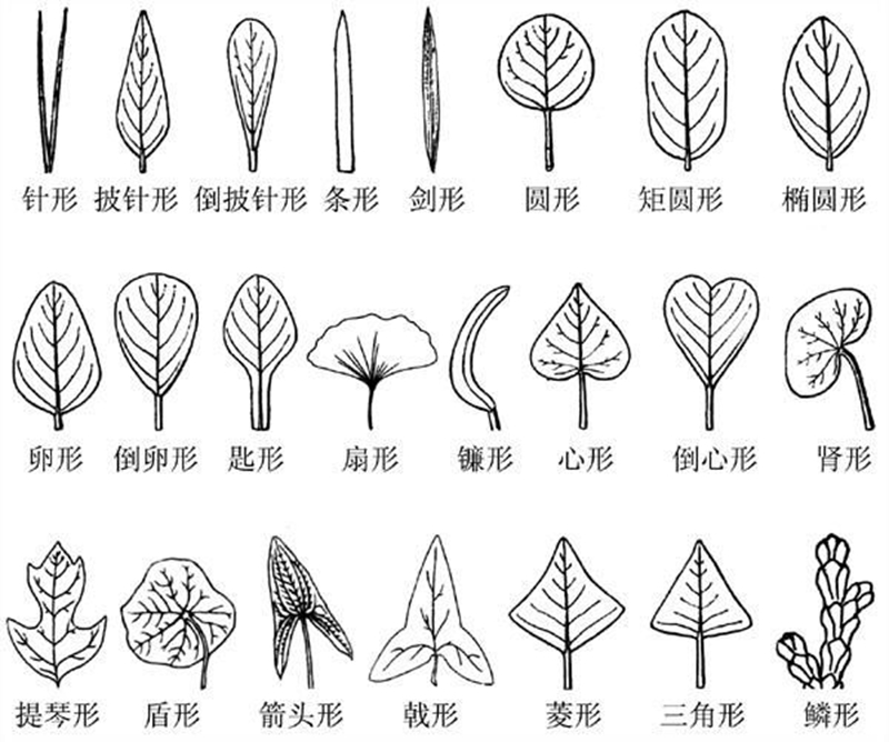 不同的植物,叶的形状变化也很大,很大程度上是由叶缘呈现出各式各样的