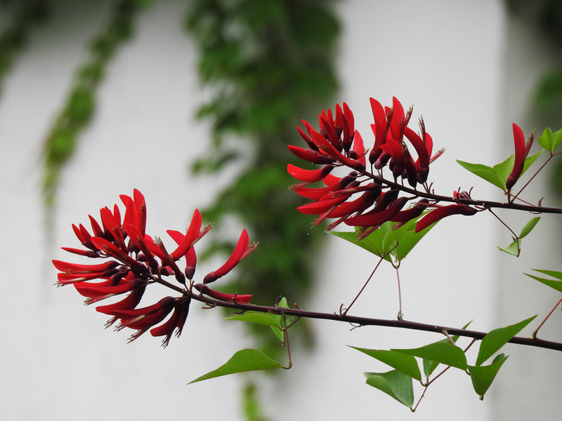 1、龙牙花 副本.jpg