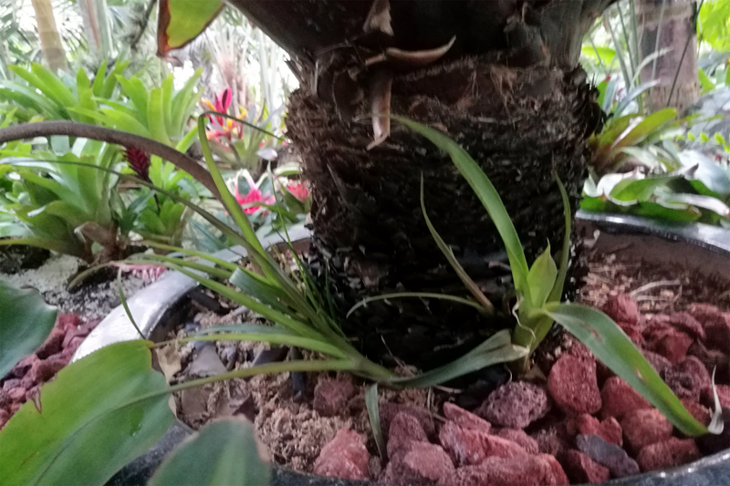 帝王凤梨的基部长出小植株.jpg 帝王凤梨的基部长出小植株.jpg