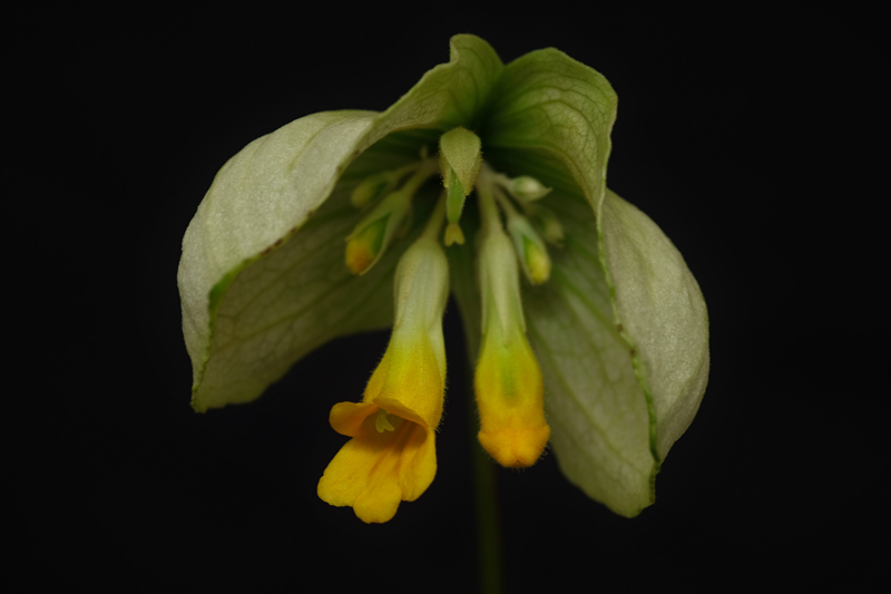 黄花1.jpg