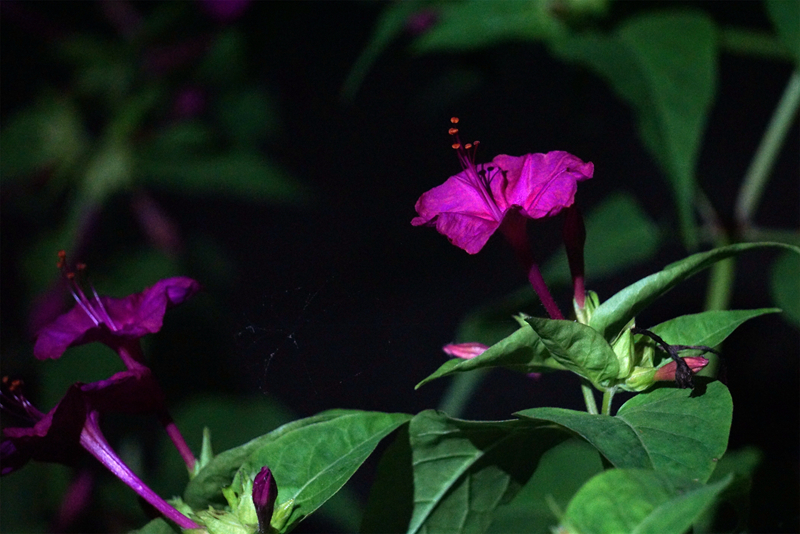 夜间开花的紫茉莉.jpg
