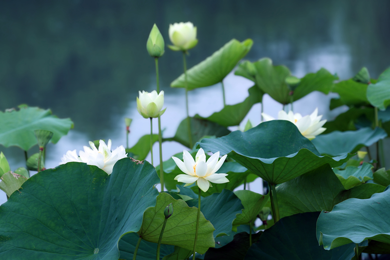 荷花.jpg 荷花.jpg
