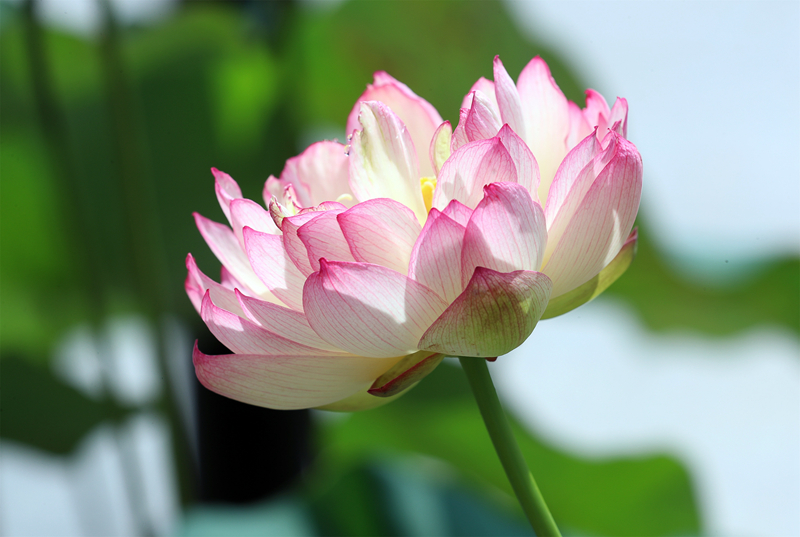 荷花 1.jpg 荷花 1.jpg