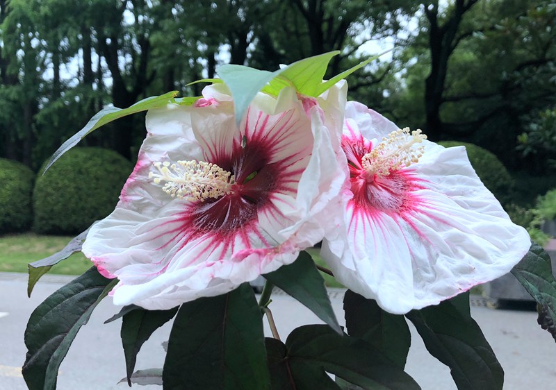 芙蓉葵.jpg