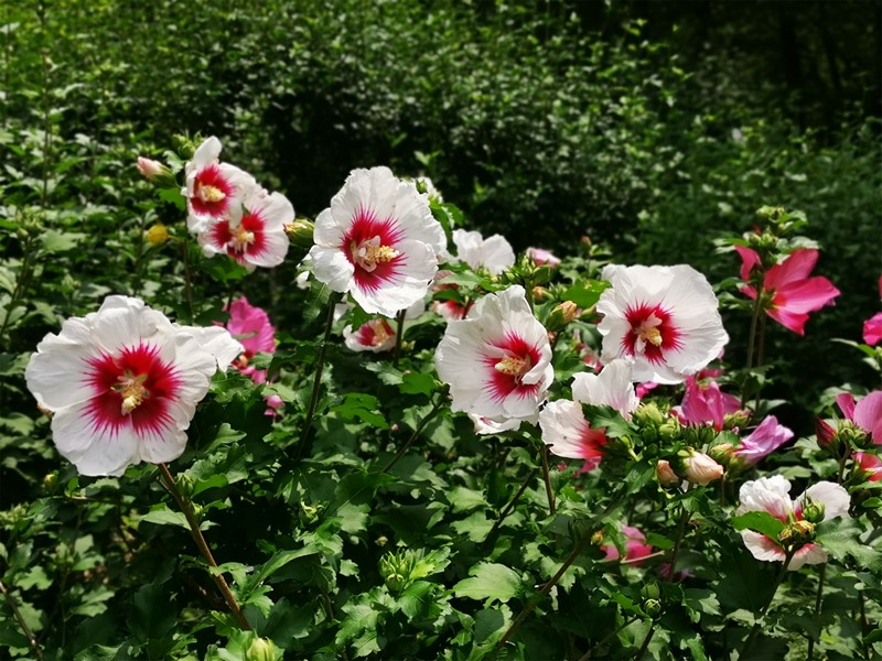 木槿4.jpg