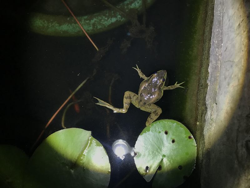 IMG_5697漂浮在水池中的黑斑蛙.JPG