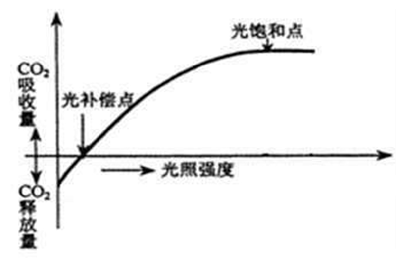 光饱和点和光补偿点.jpg