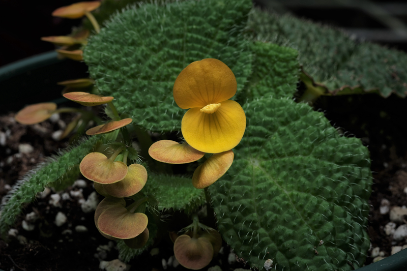 微籽秋海棠Begonia microsperma.jpg 微籽秋海棠Begonia microsperma.jpg