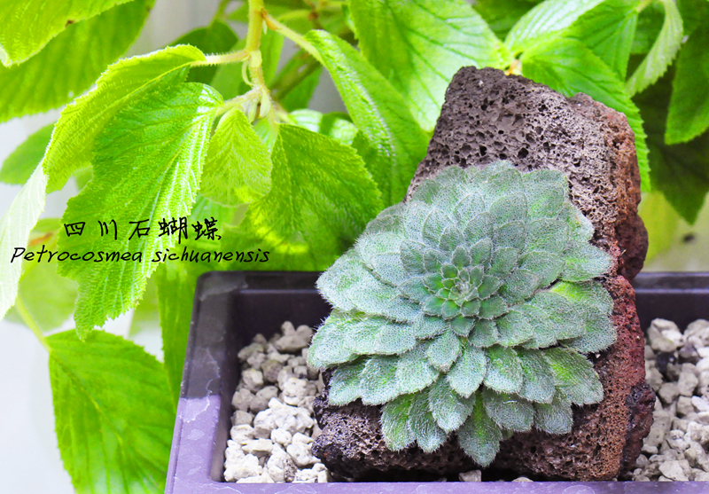 四川石蝴蝶Petrocosmea sichuanensis.jpg 四川石蝴蝶Petrocosmea sichuanensis.jpg