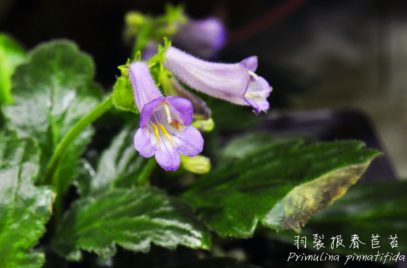 羽裂报春苣苔Primulina pinnatifida.jpg 羽裂报春苣苔Primulina pinnatifida.jpg