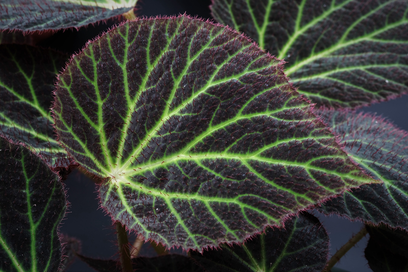 Begonia chloroneura 绿脉秋海棠.jpg Begonia chloroneura 绿脉秋海棠.jpg