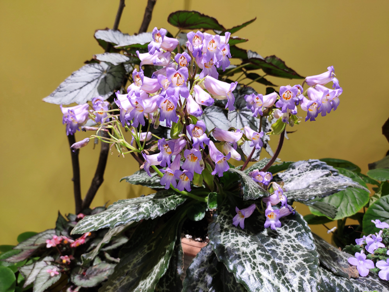 报春苣苔属品种Primulina ‘Naine Argente'.jpg 报春苣苔属品种Primulina ‘Naine Argente'.jpg