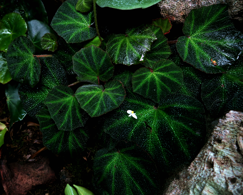 Begonia soli-mutata巴西变色秋海棠.jpg