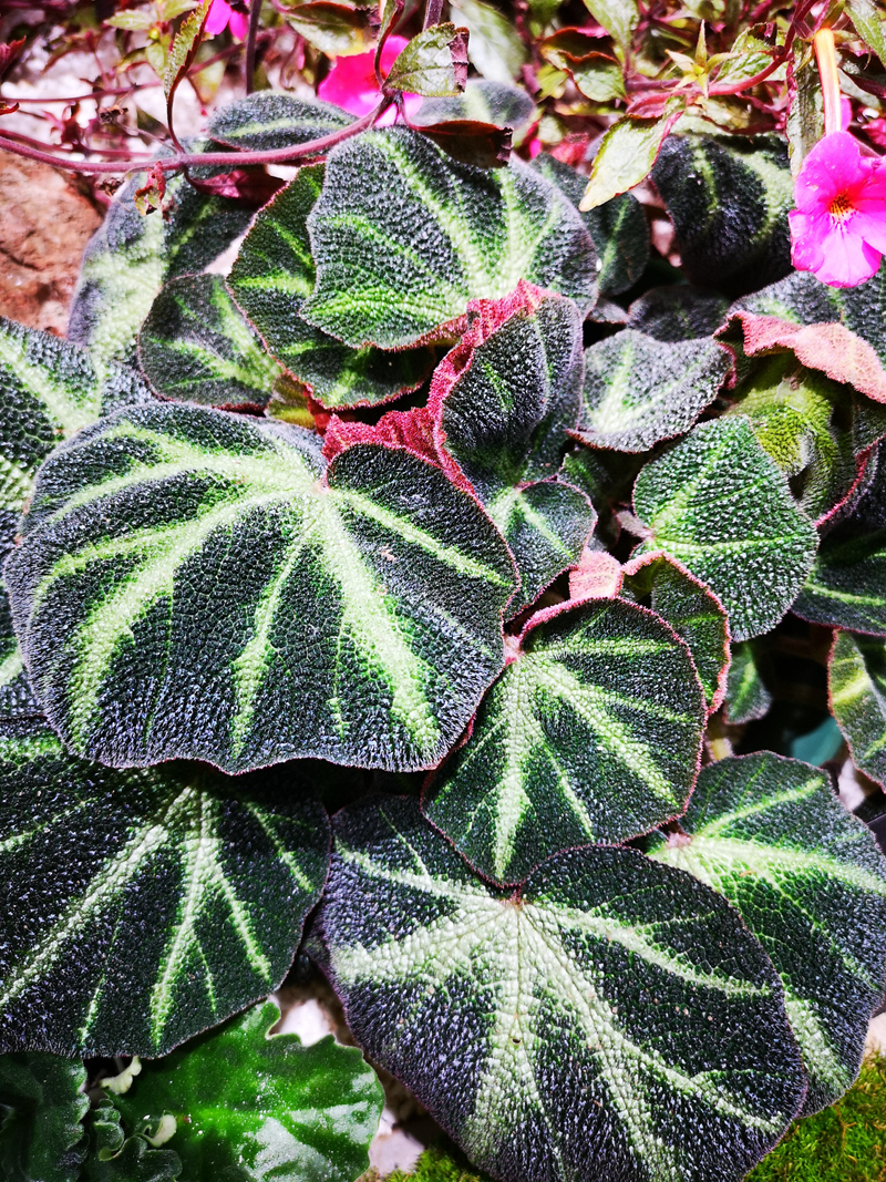 巴西变色秋海棠Begonia soli-mutata.jpg