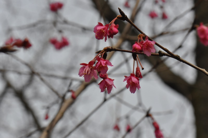 钟花樱.JPG 钟花樱.JPG