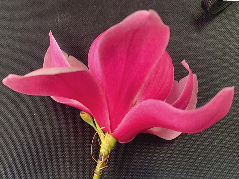 ’红7‘玉兰盛花(往年).JPG